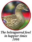 The beleaguered fowl in happier times - 1996