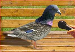 Duck masquerading as pigeon being interviewed on a park bench